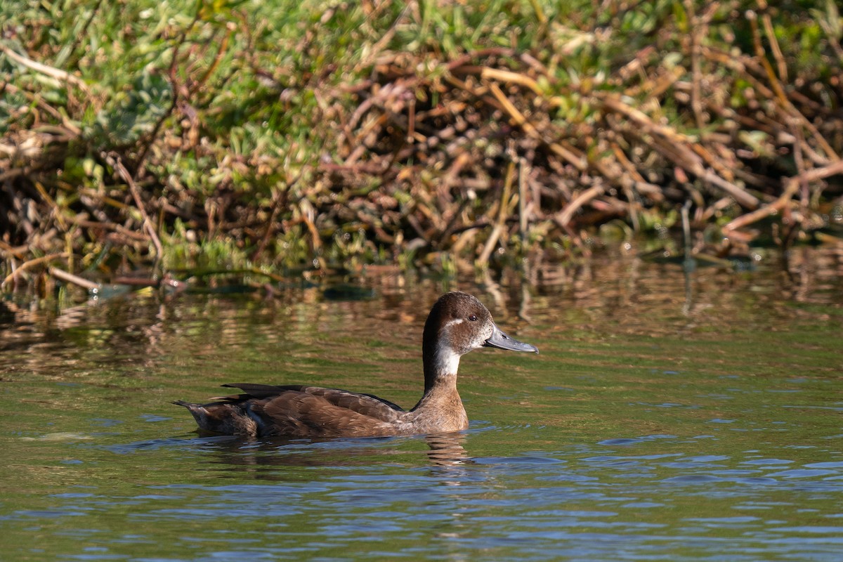 Southern Pochard - ML646733548