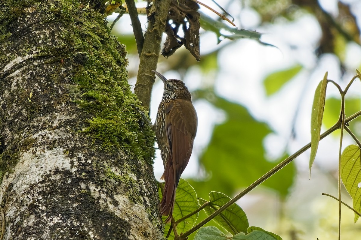 Montane Woodcreeper - ML646733549
