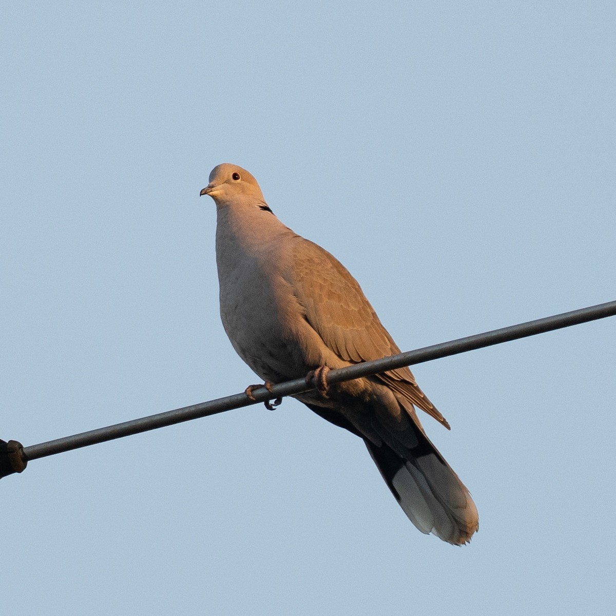 Eurasian Collared-Dove - ML646733553