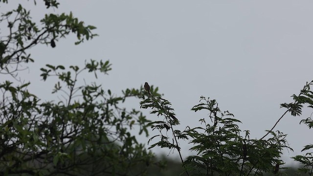 Tawny-flanked Prinia - ML646733554