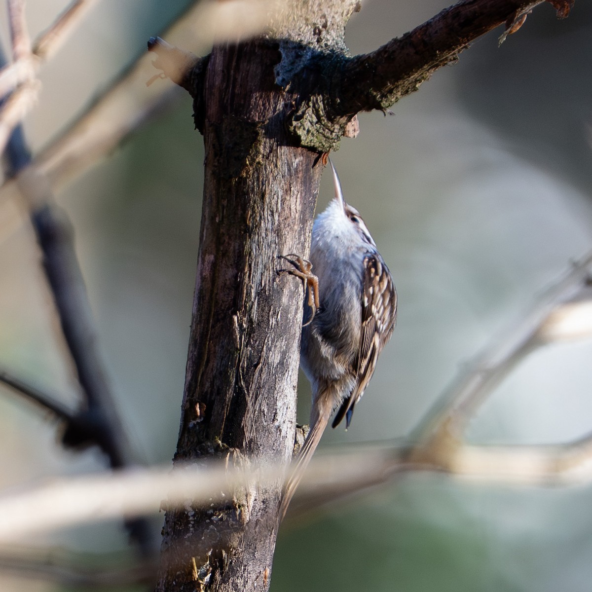 Short-toed Treecreeper - ML646733557