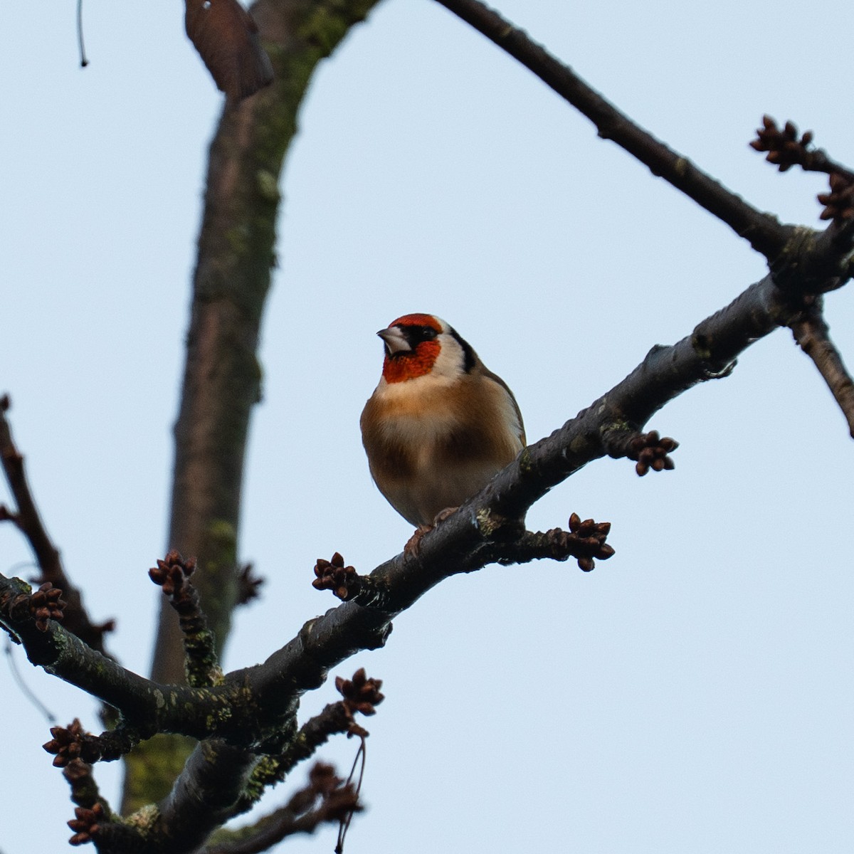 European Goldfinch - ML646733558