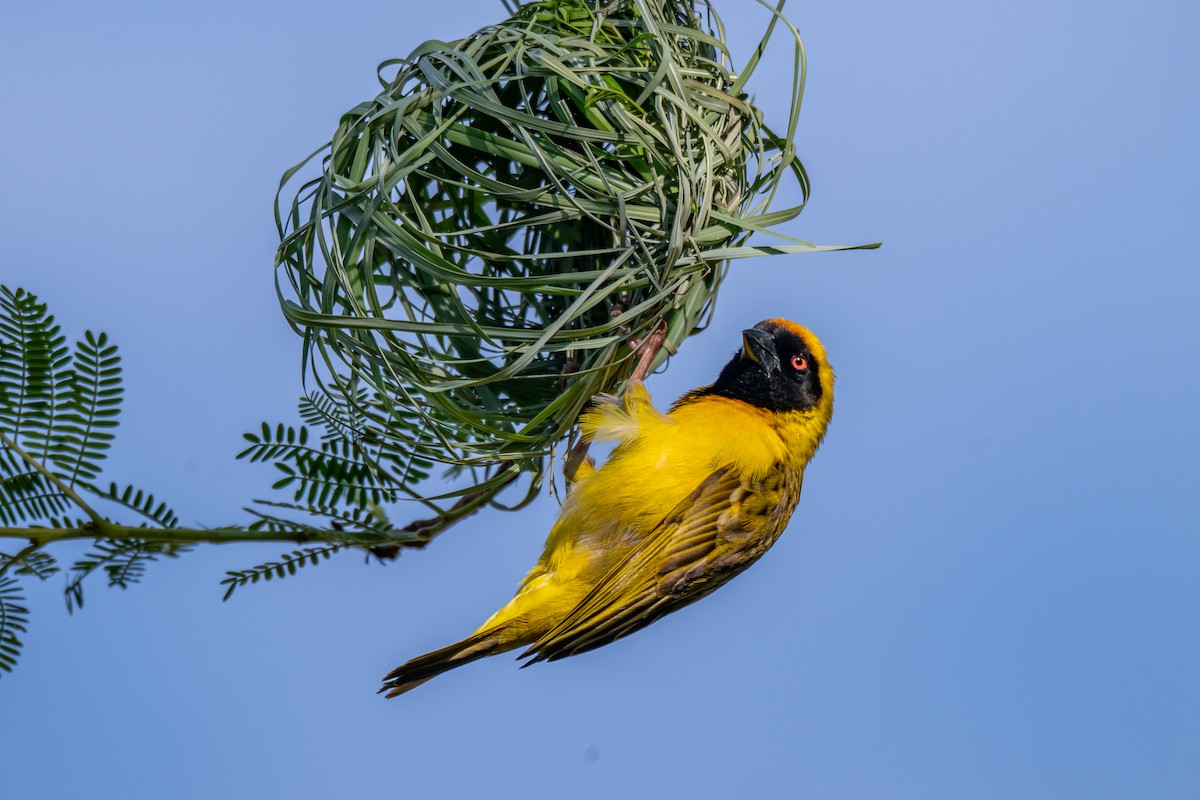 Southern Masked-Weaver - ML646733559