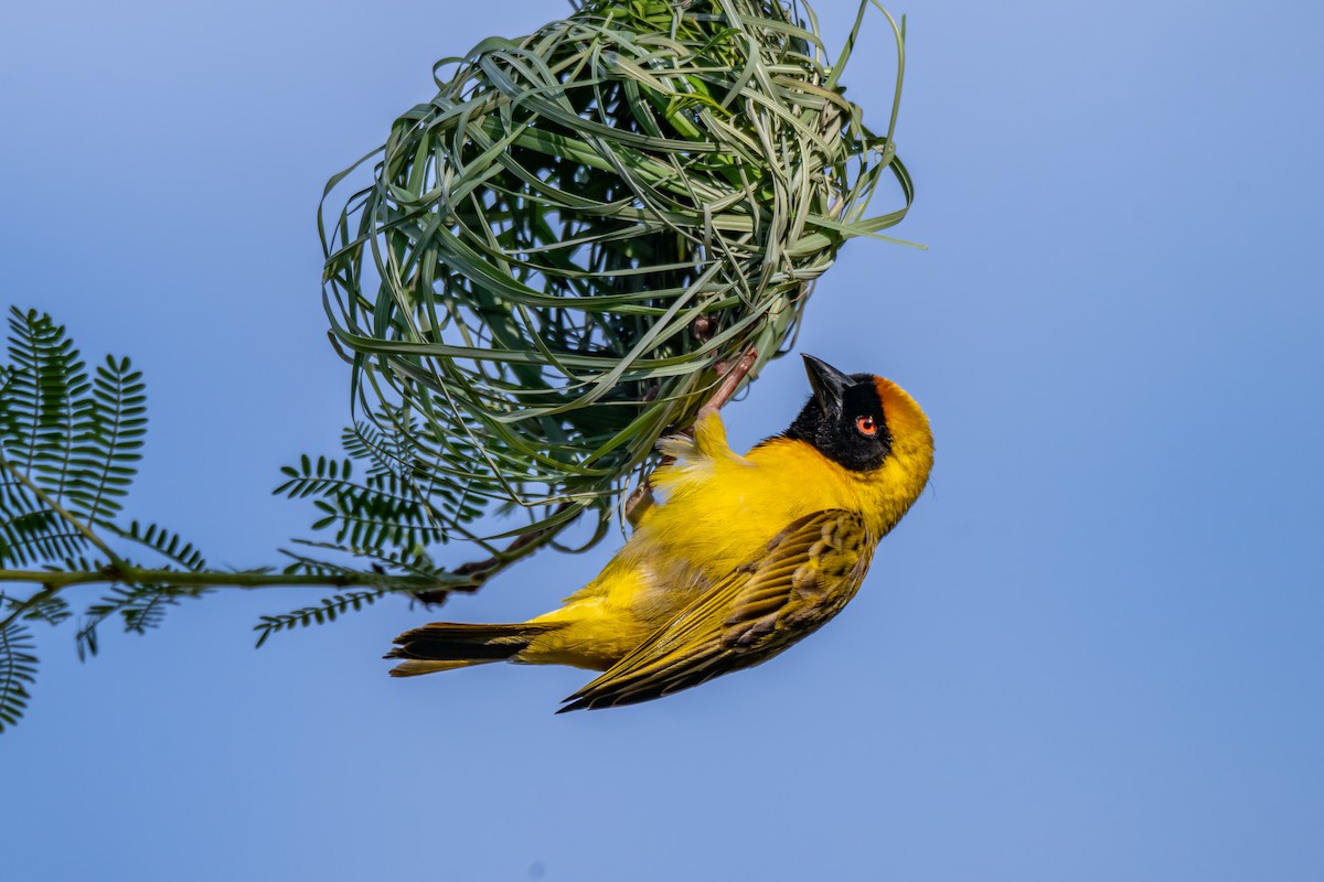 Southern Masked-Weaver - ML646733560
