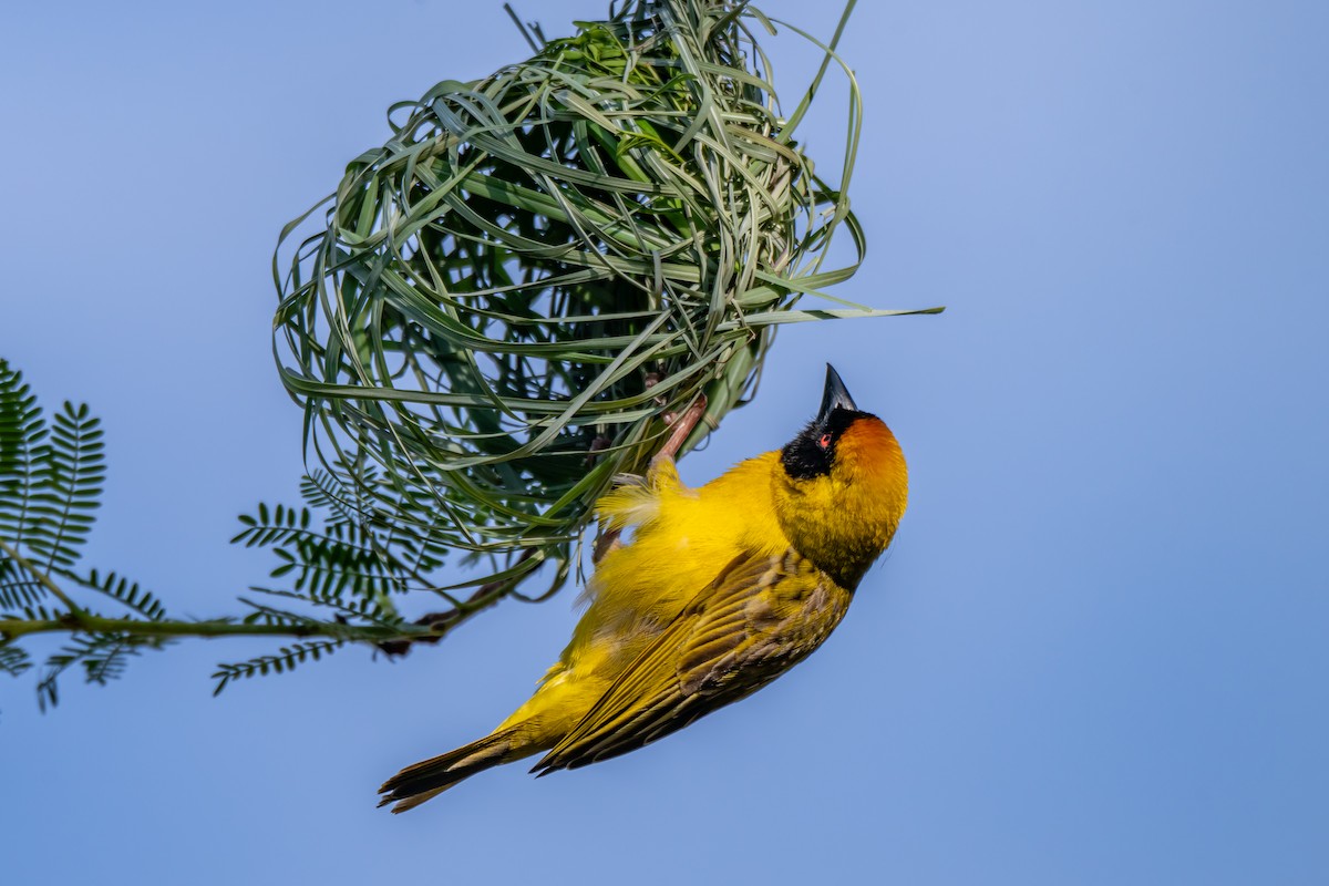 Southern Masked-Weaver - ML646733561