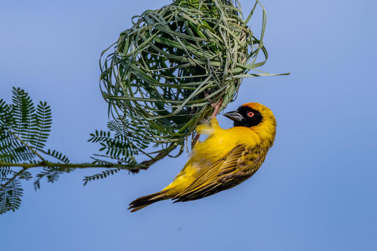 Southern Masked-Weaver - ML646733562