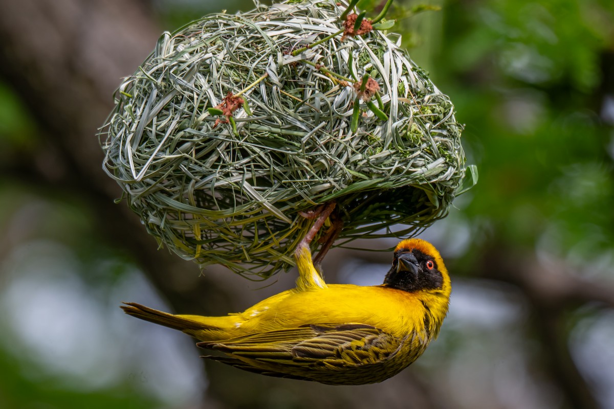 Southern Masked-Weaver - ML646733563