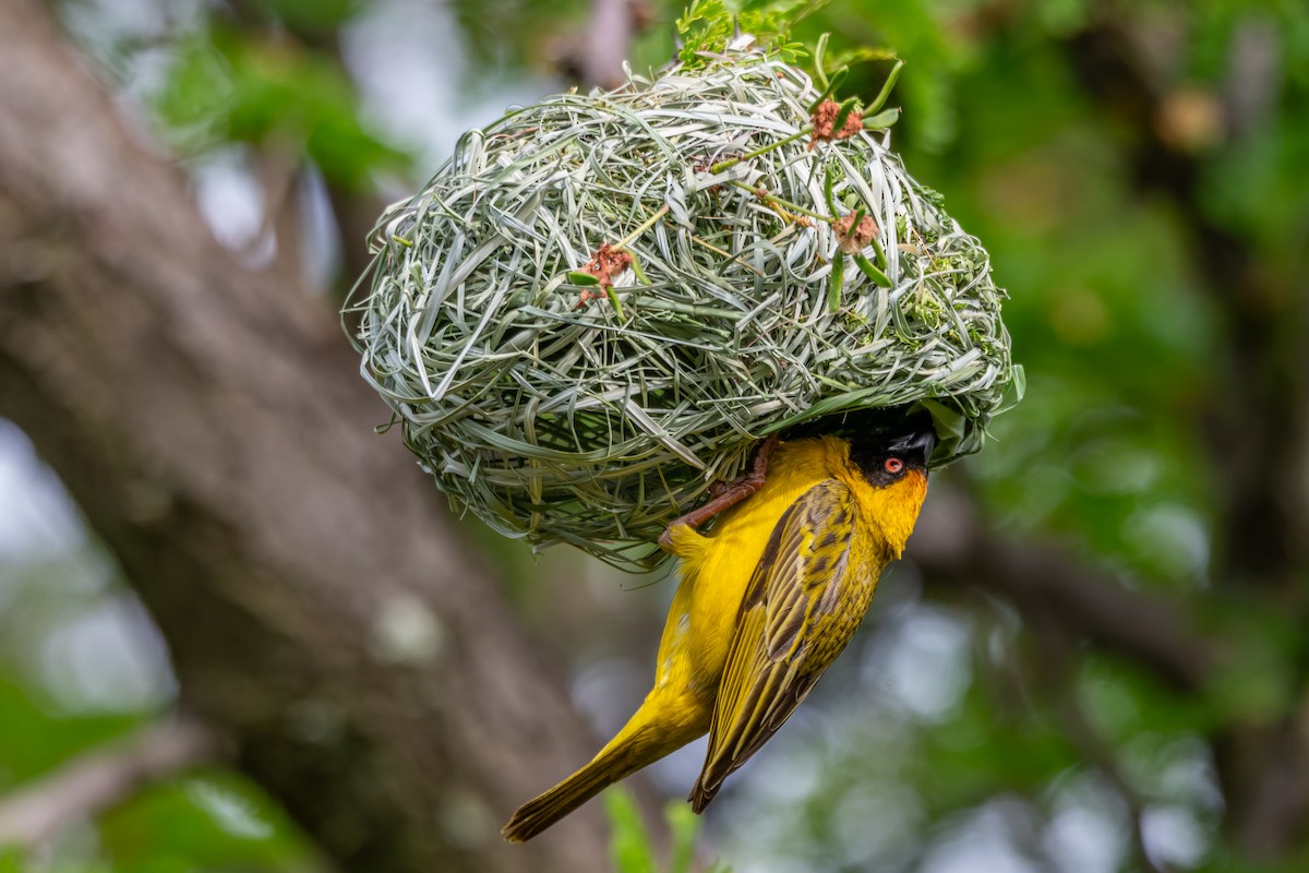 Southern Masked-Weaver - ML646733564