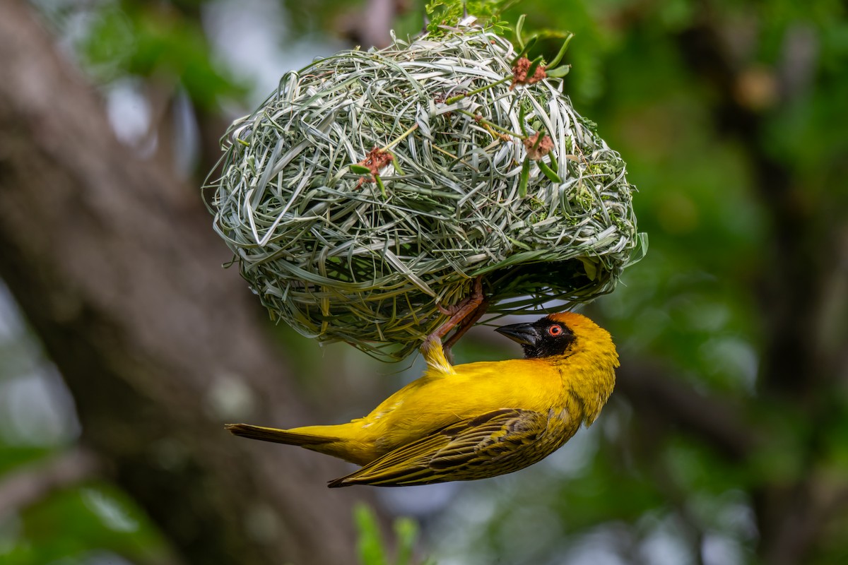 Southern Masked-Weaver - ML646733565