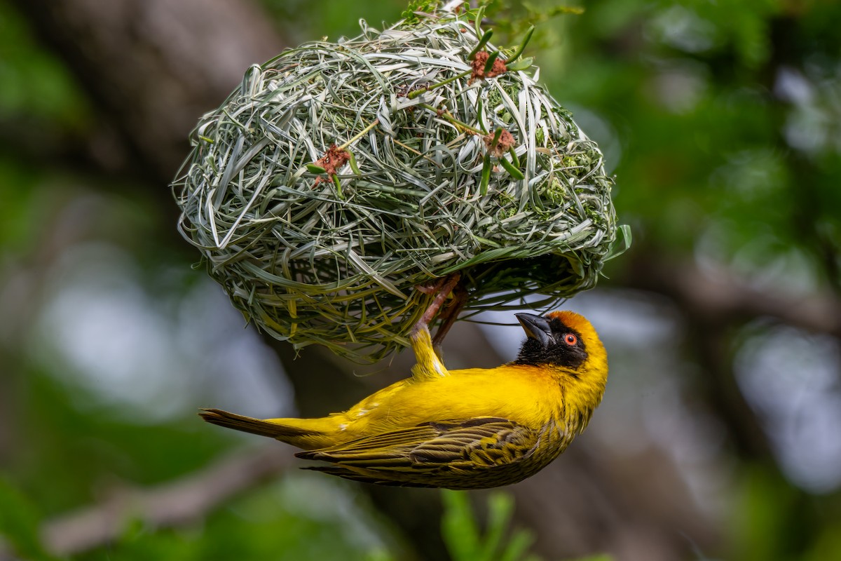 Southern Masked-Weaver - ML646733566