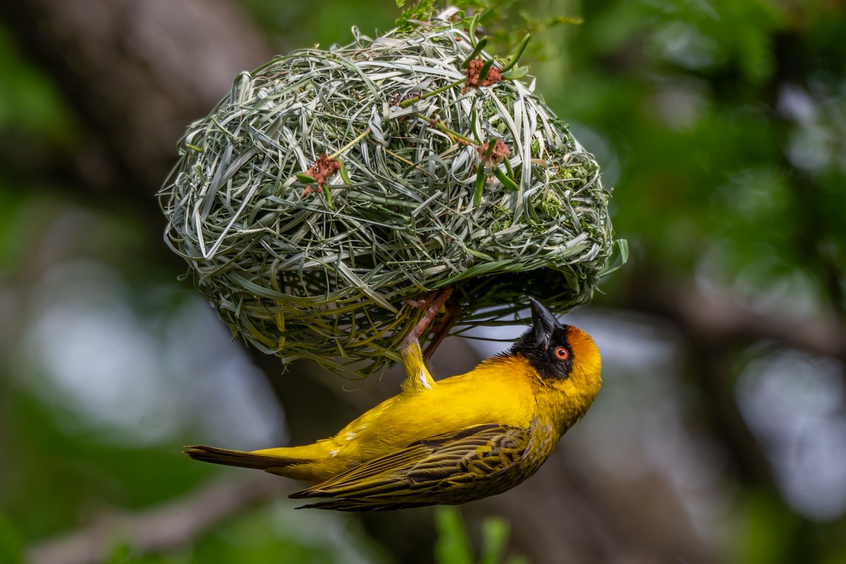 Southern Masked-Weaver - ML646733567