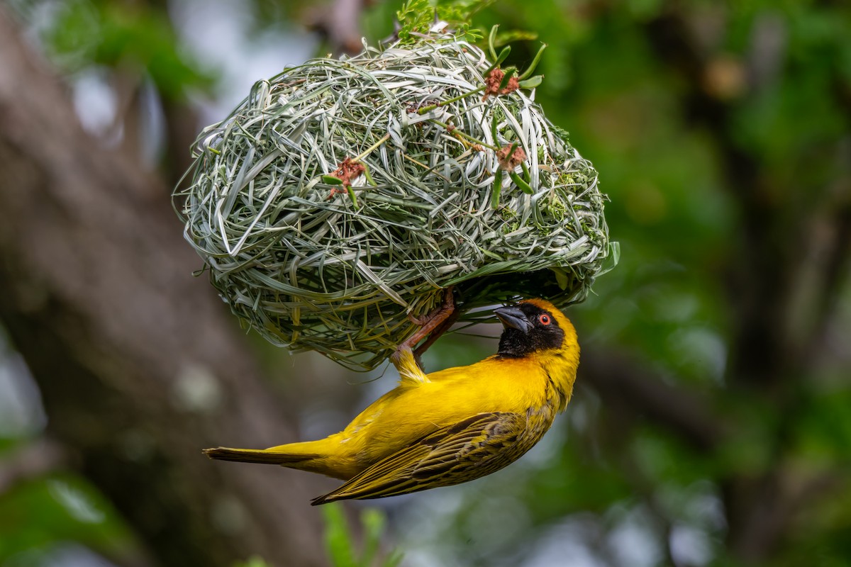 Southern Masked-Weaver - ML646733568