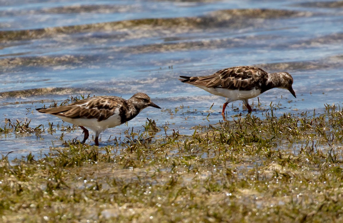 Ruddy Turnstone - ML646733570