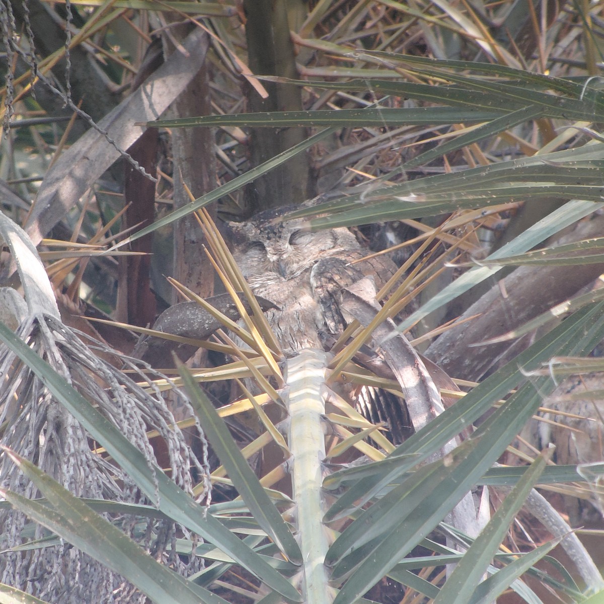 Indian Scops-Owl - ML646733571