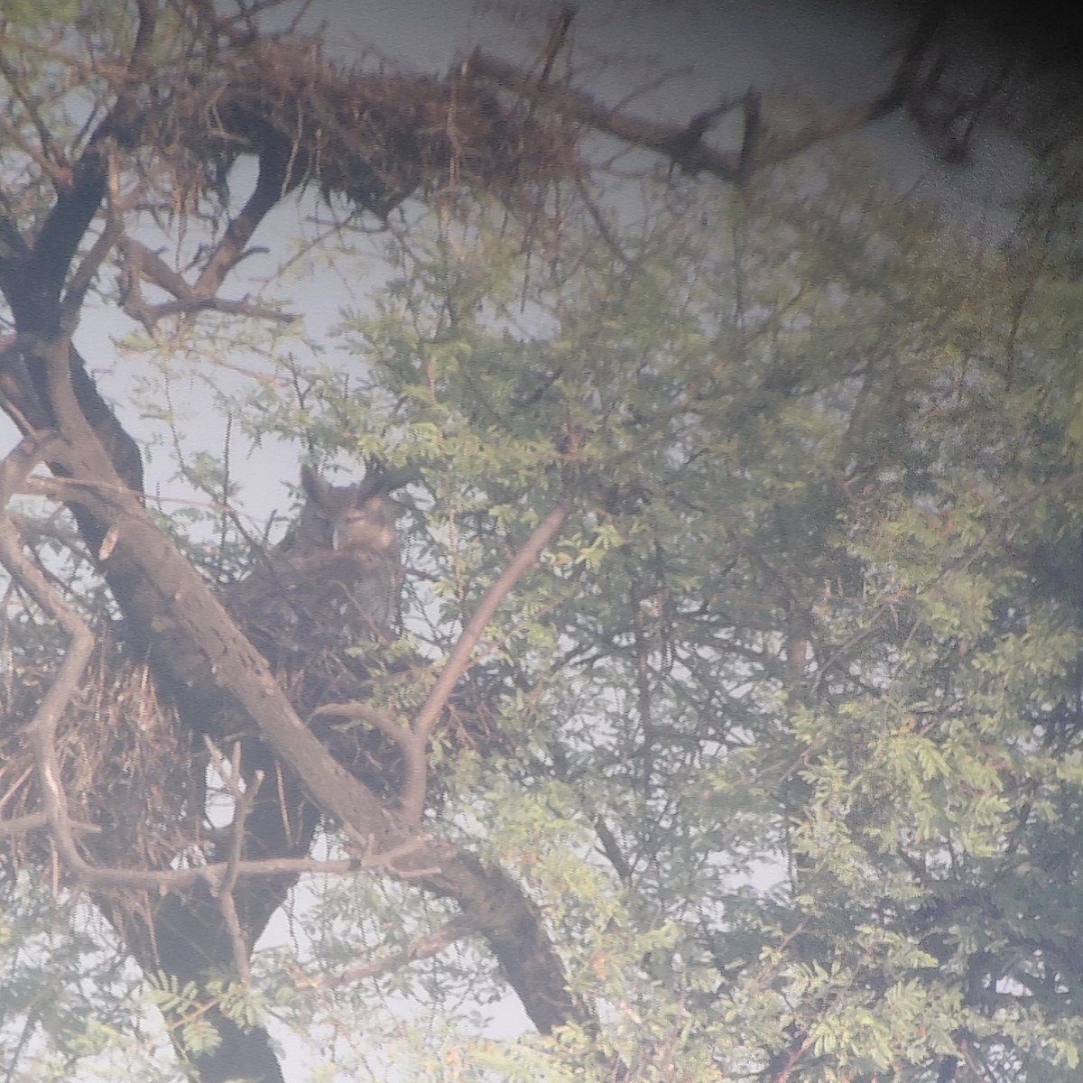 braminhubro - ML646733572