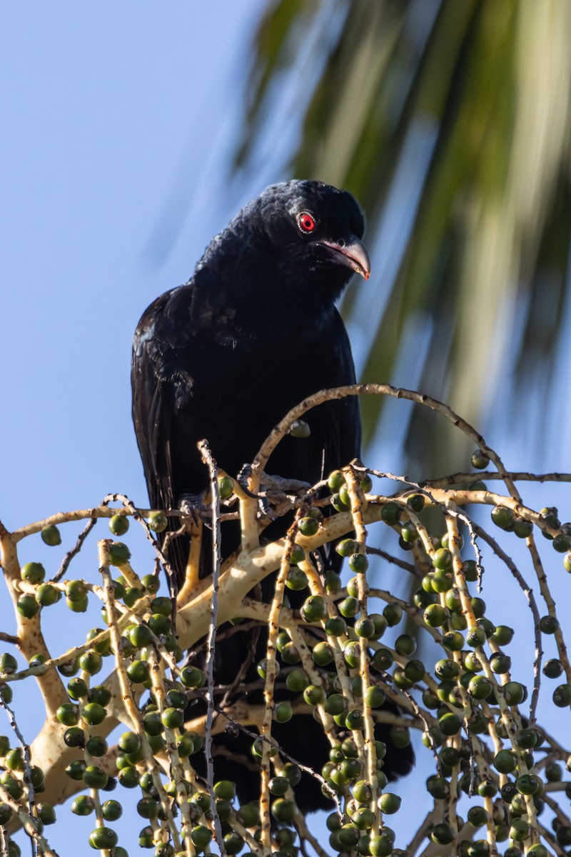 grånebbkoel - ML646733573