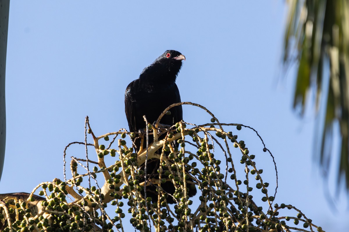 grånebbkoel - ML646733574