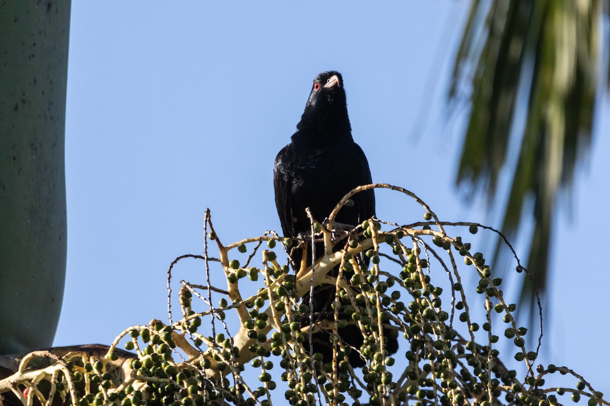 grånebbkoel - ML646733575