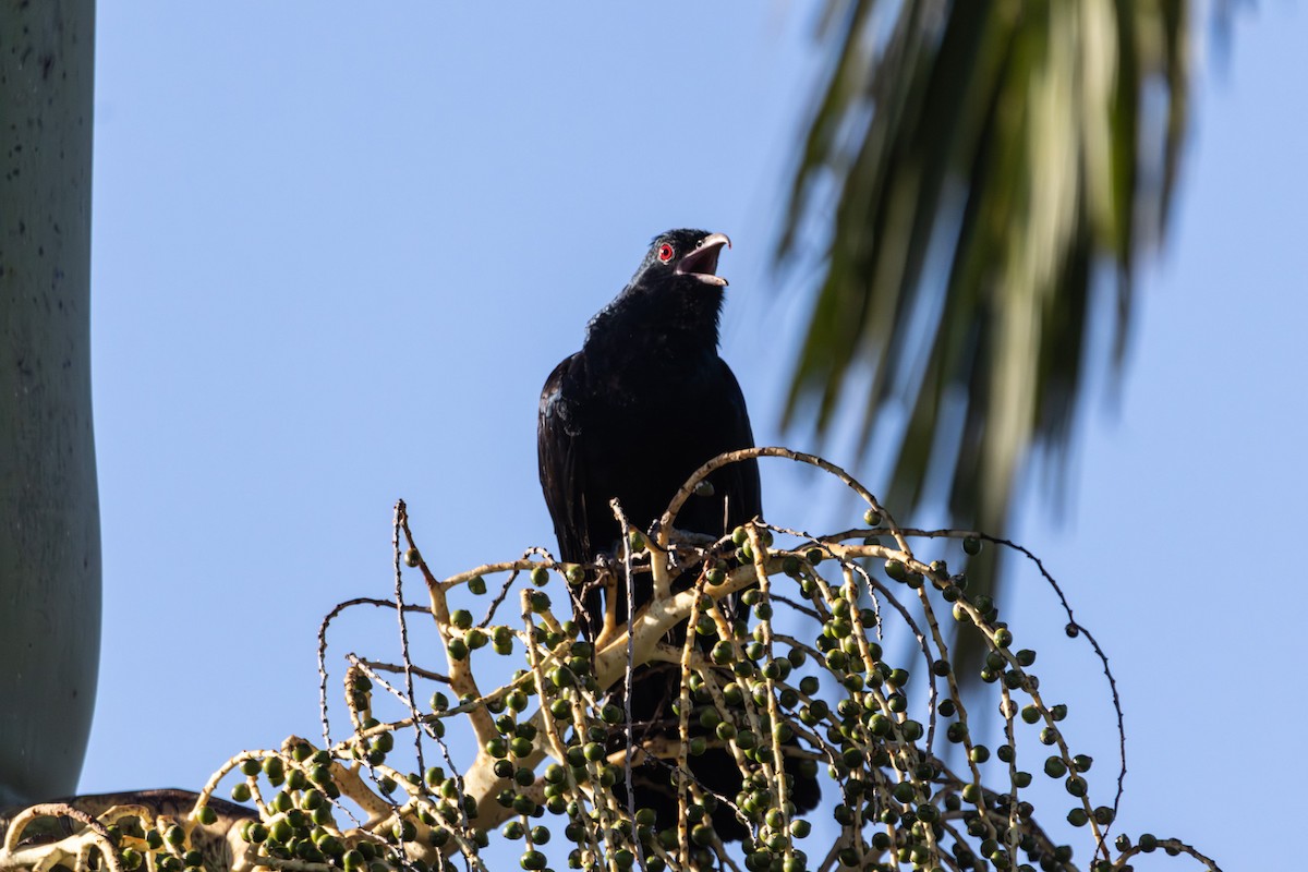 grånebbkoel - ML646733576