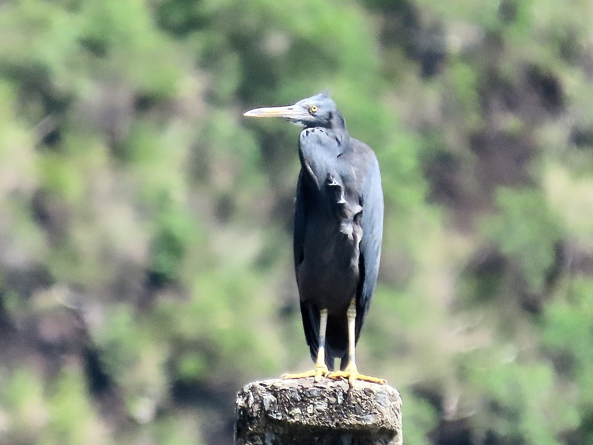 Pacific Reef-Heron - ML646733577