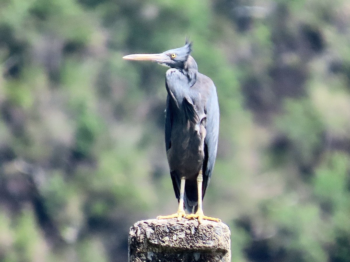 Pacific Reef-Heron - ML646733578