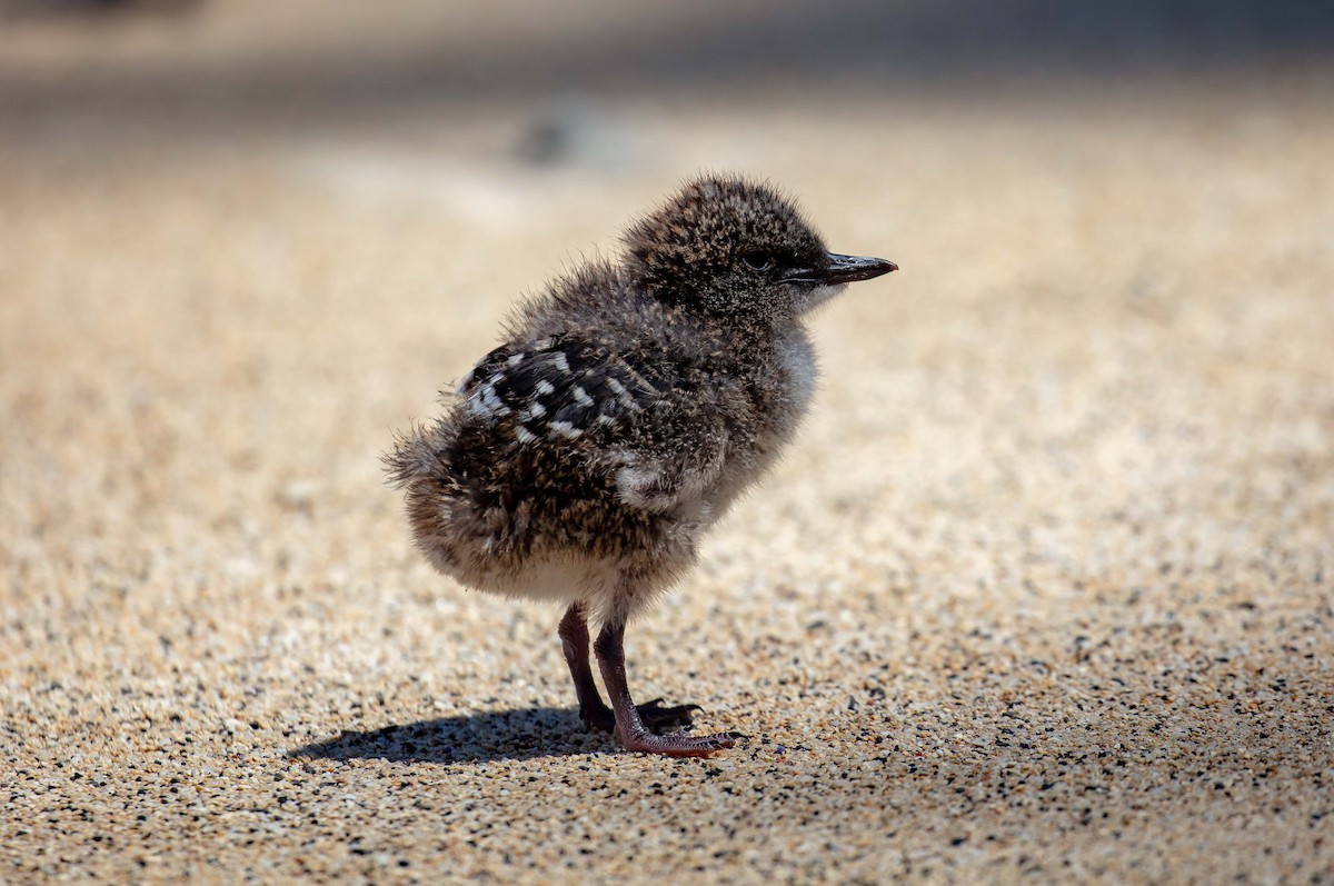 Sooty Tern - ML646733580