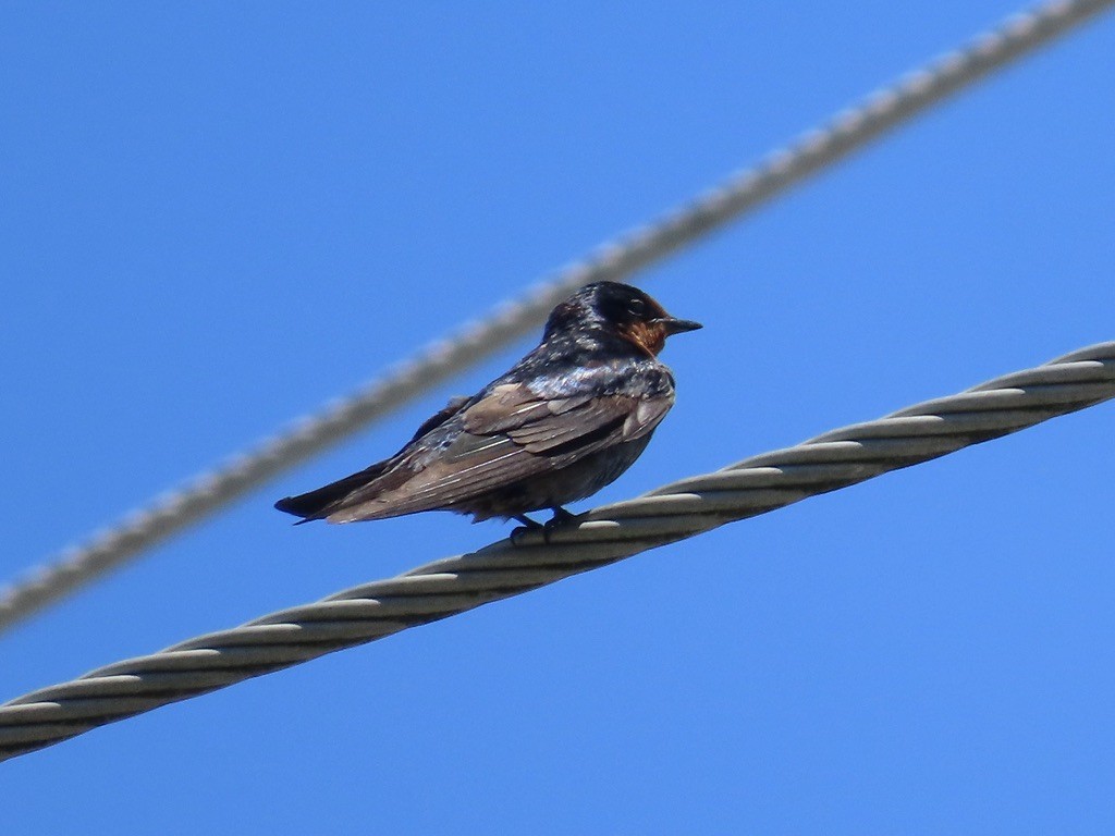 Pacific Swallow - ML646733581