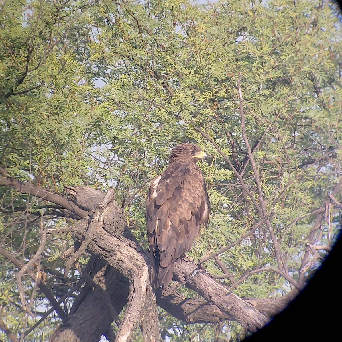 storskrikørn - ML646733583