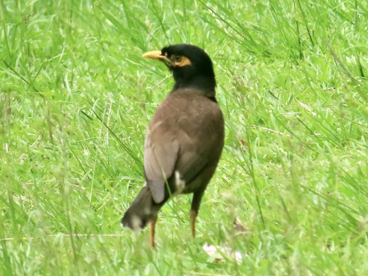 Common Myna - ML646733584