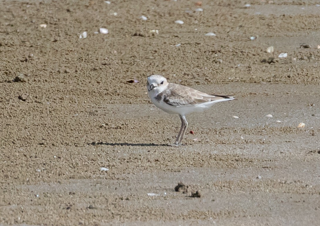 カオジロシロチドリ - ML646733585