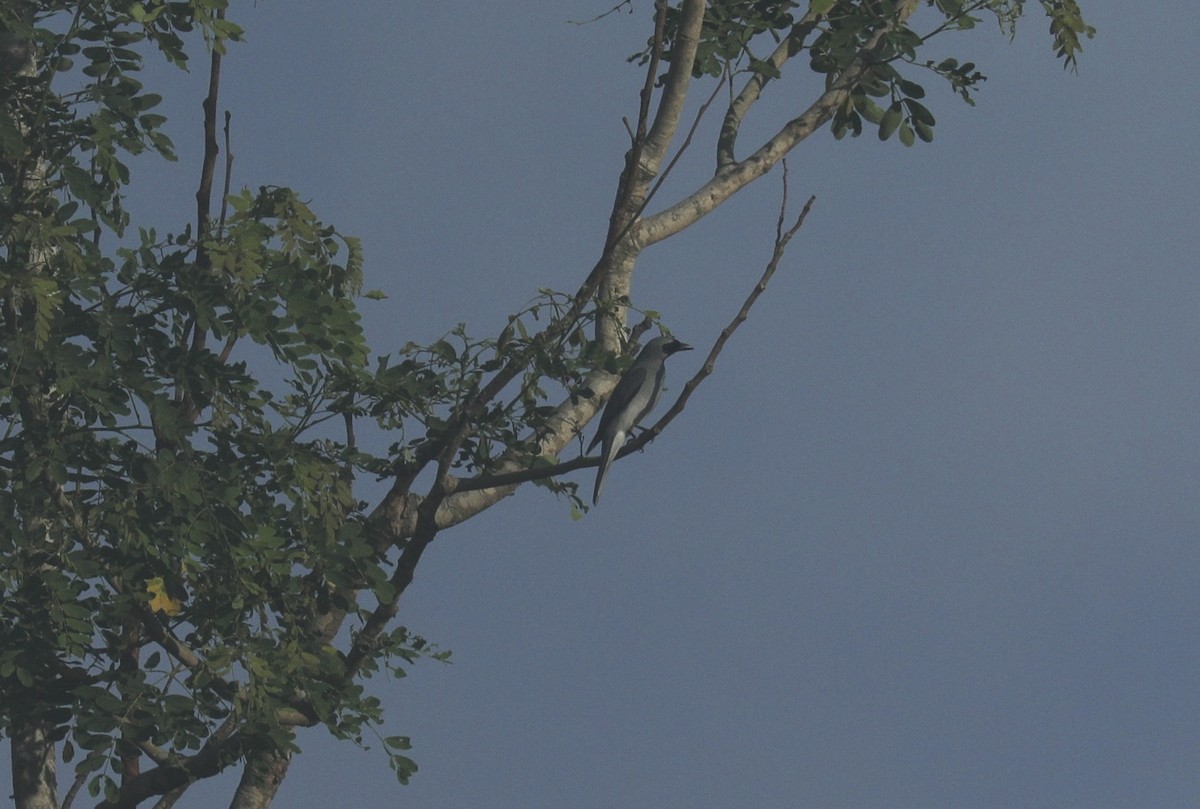 Schwarzgesicht-Raupenfänger - ML646733588