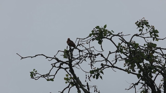 melankolilerke - ML646733589