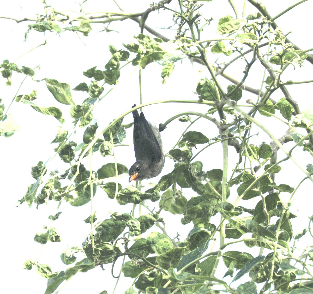 Vogel, unbestimmt - ML646733593