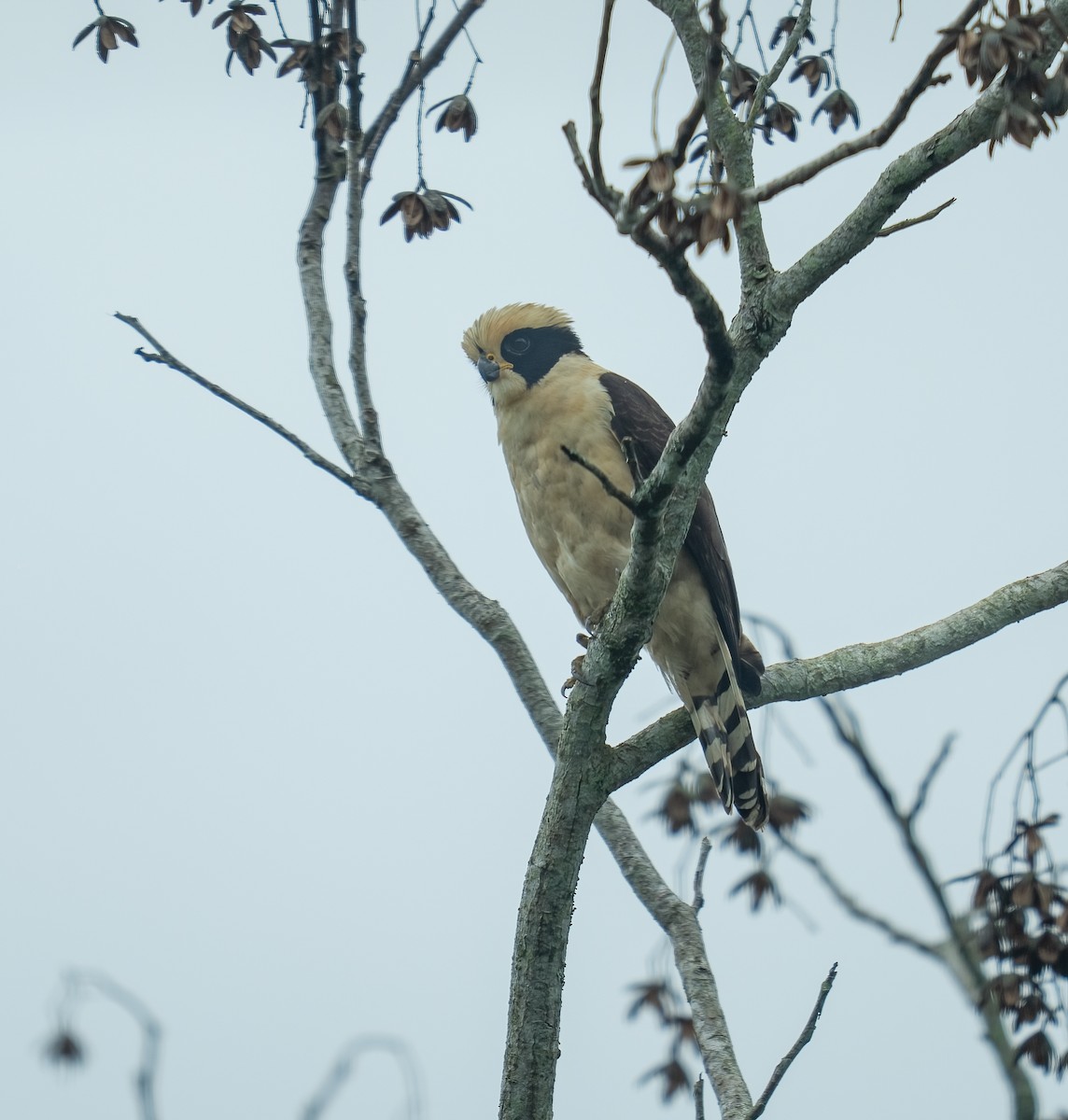 latterfalk - ML646733594