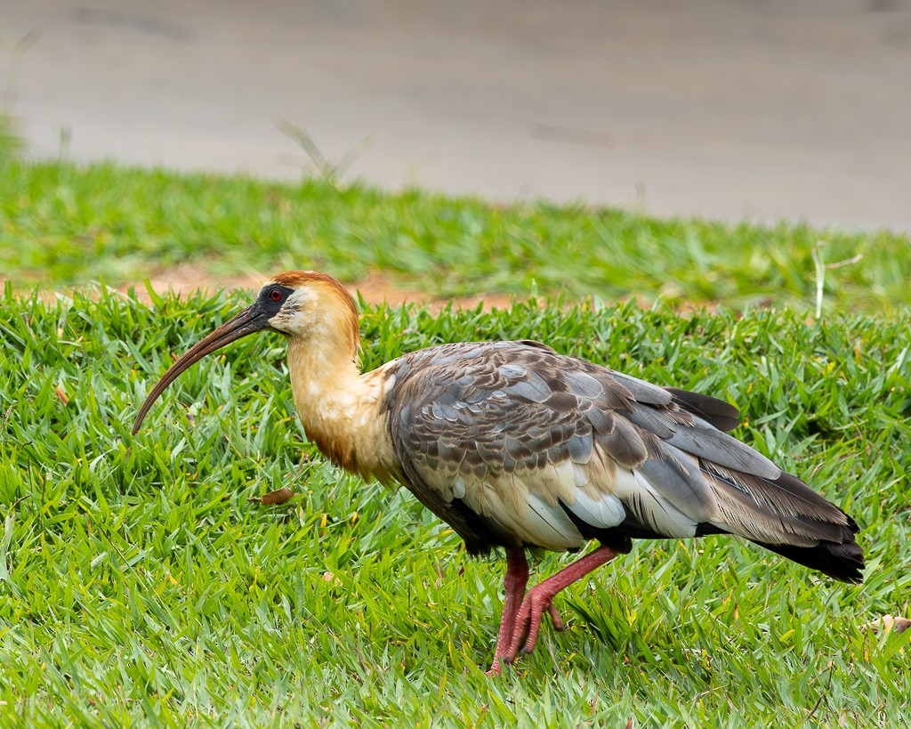 Buff-necked Ibis - ML646733596