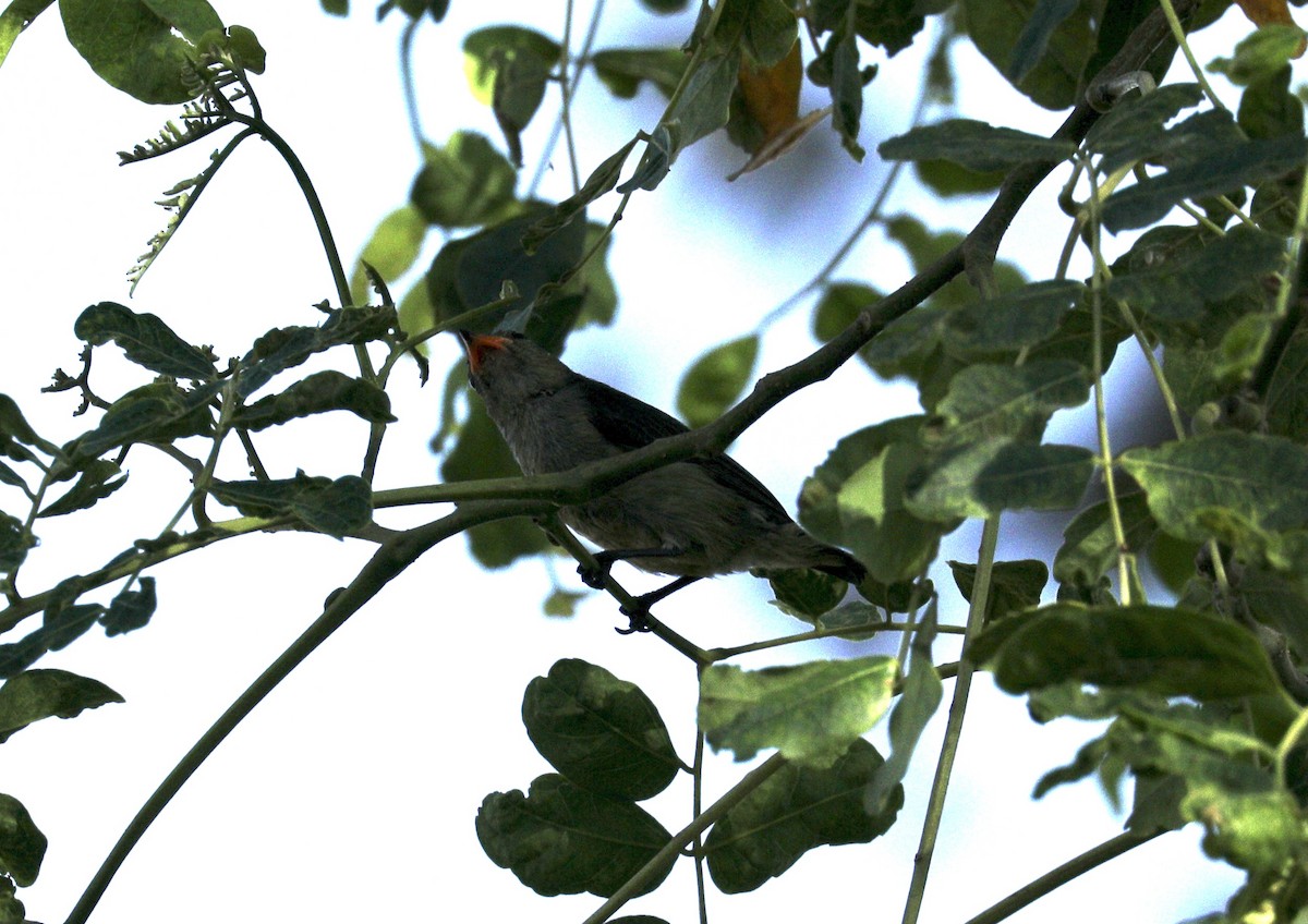 Vogel, unbestimmt - ML646733597