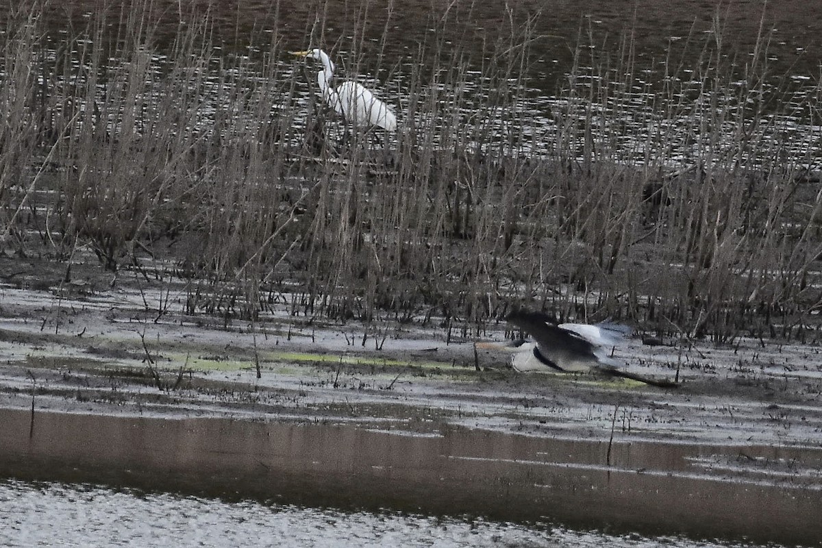 Cocoi Heron - ML646733598