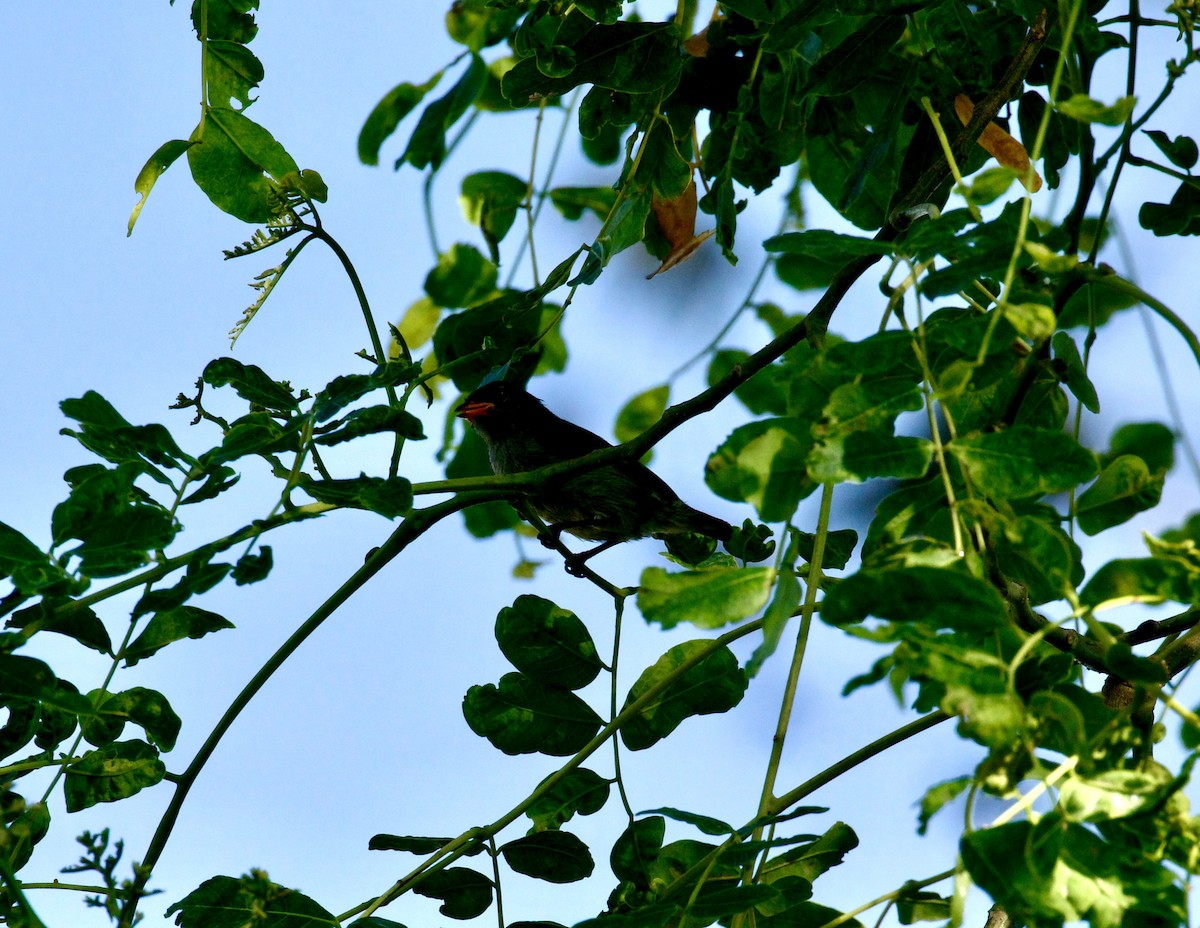 Vogel, unbestimmt - ML646733599