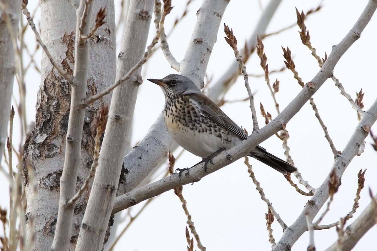 Fieldfare - ML646733605