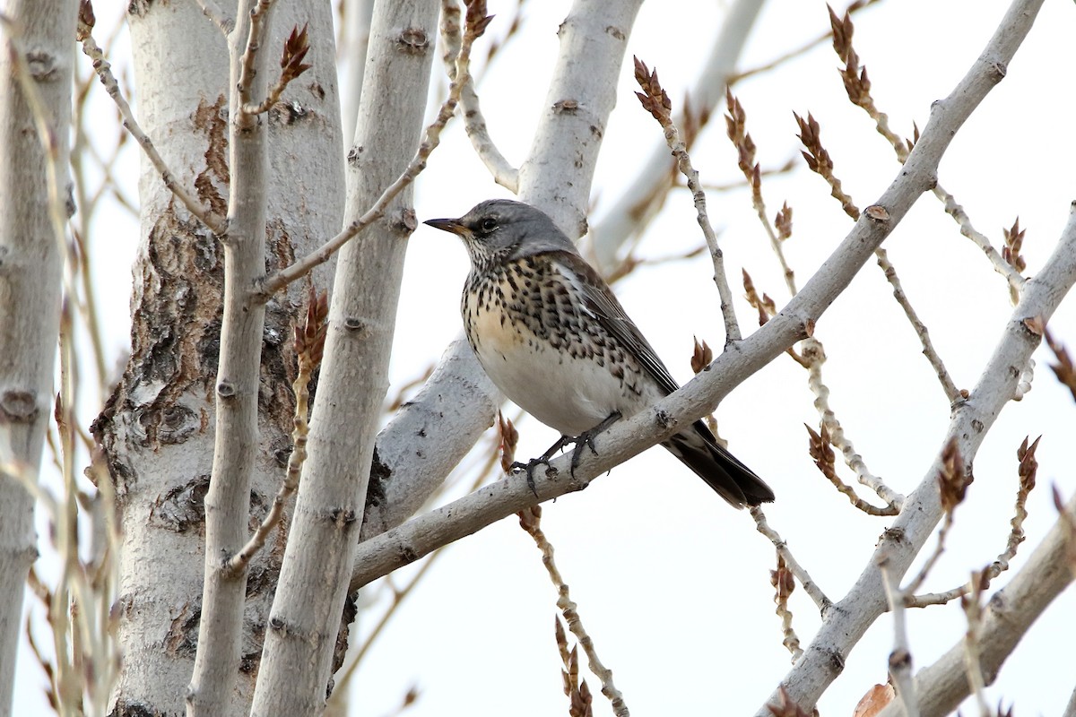 Fieldfare - ML646733606