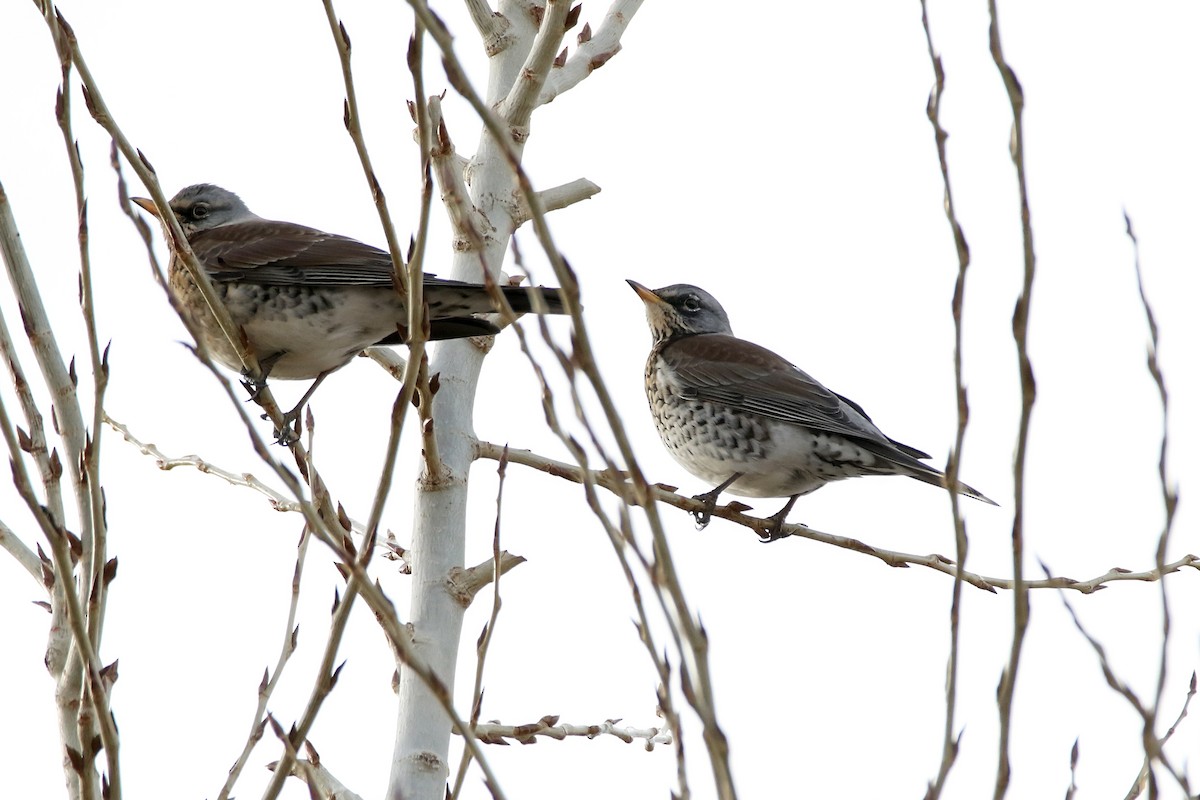 Fieldfare - ML646733607