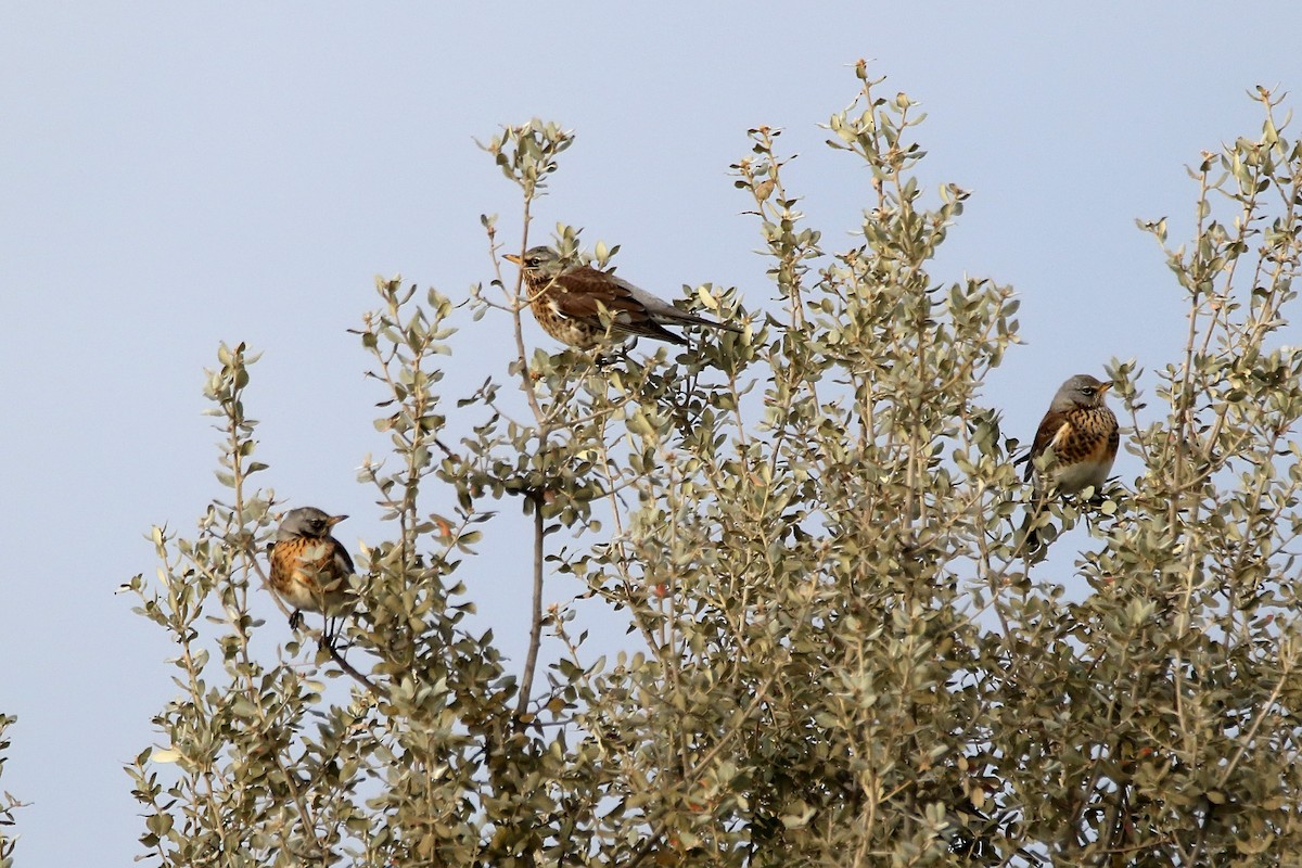 Fieldfare - ML646733608