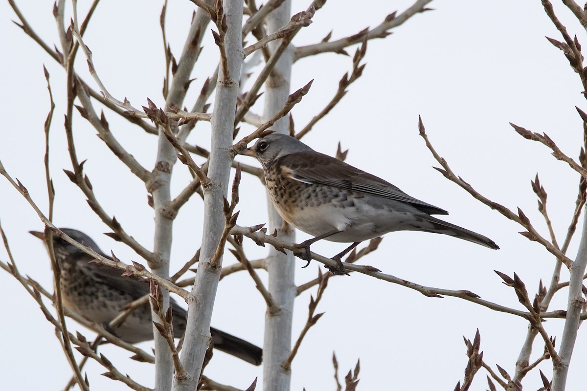 Fieldfare - ML646733609