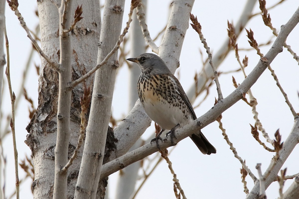 Fieldfare - ML646733610