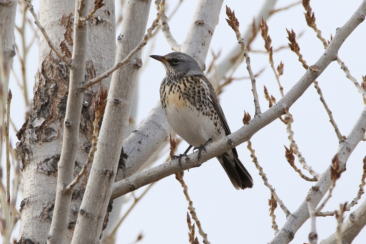 Fieldfare - ML646733611
