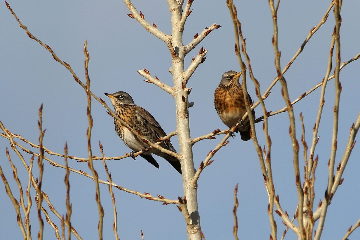 Fieldfare - ML646733612