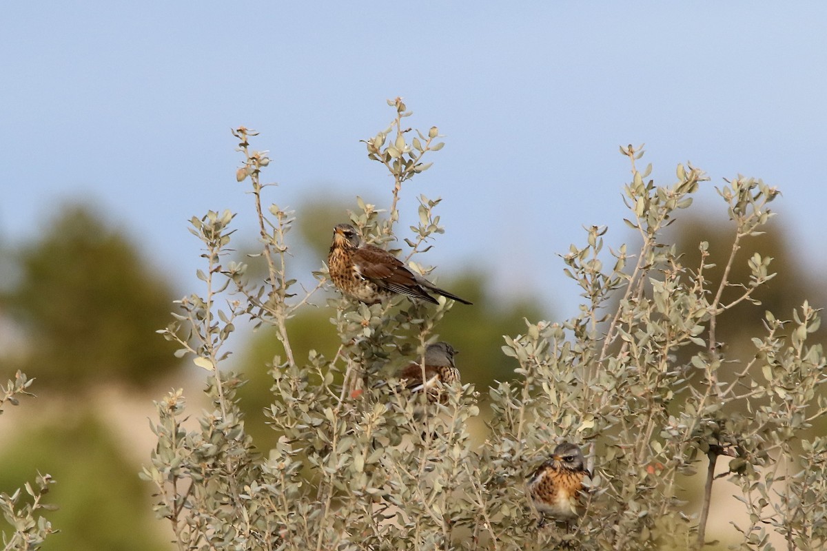 Fieldfare - ML646733613