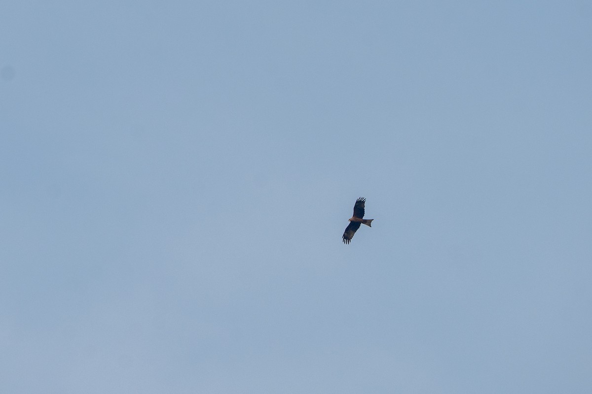 Чёрный коршун - ML646733615