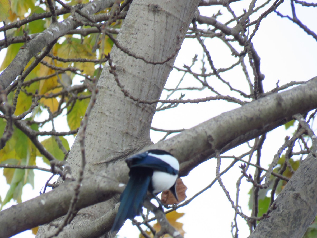 Eurasian Magpie - ML646733616