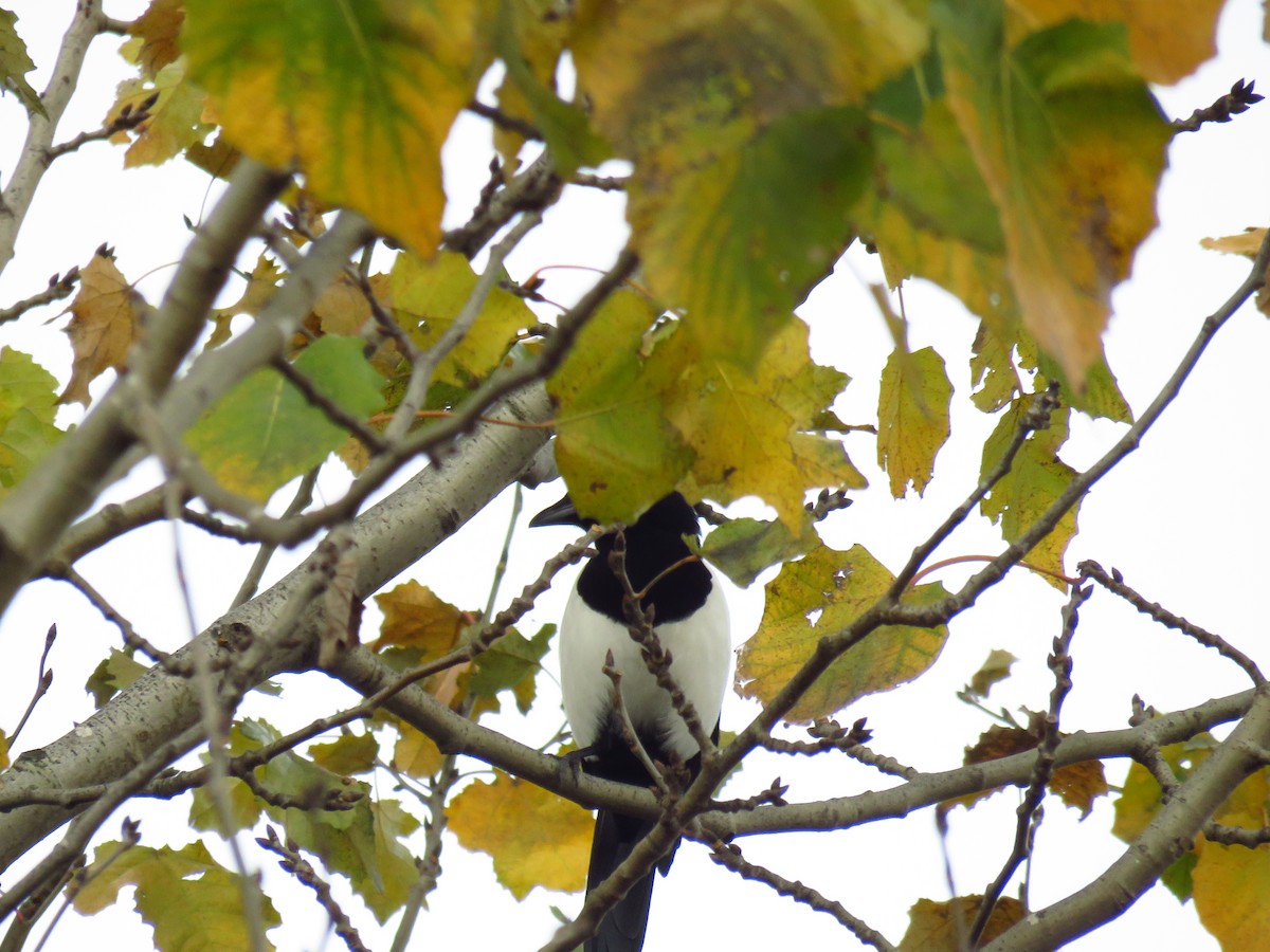 Eurasian Magpie - ML646733617